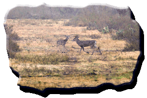 typical-white-tail-deer-found-on-mule-creek-ranch-image01