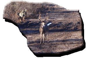 mule-creek-ranch-deer-image