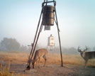 trail cam selection image
