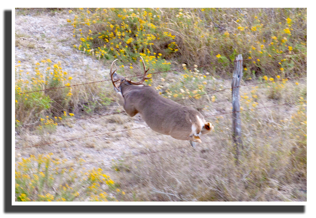 one in a millions photo of deer trying to escape by diving through fence