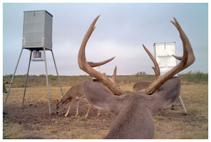 trail-cam-picture-of-feeding-station