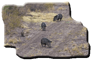 typical-white-tail-deer-found-on-mule-creek-ranch-image03