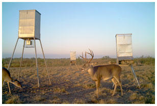 trail-cam-photo-at-feeding-station