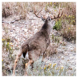 2015 helicopter-photos