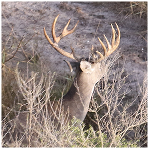 2021 helicopter-photos